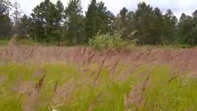 кавыль смотреть онлайн