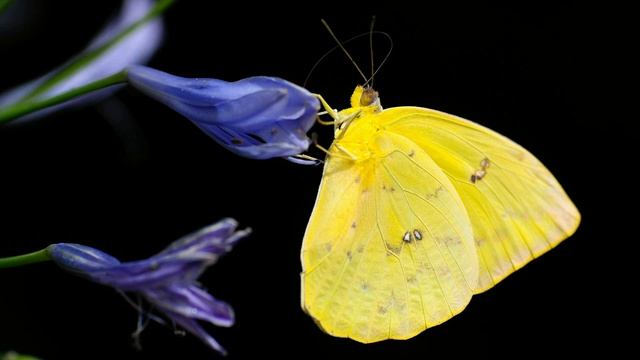 Пеперуди смотреть онлайн
