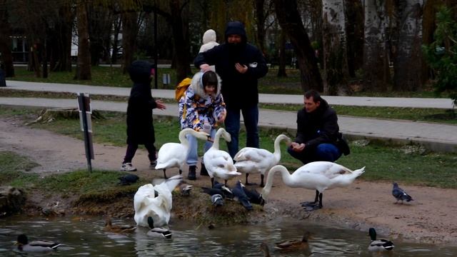 Лебеди Видео Л П Юрчишко смотреть онлайн