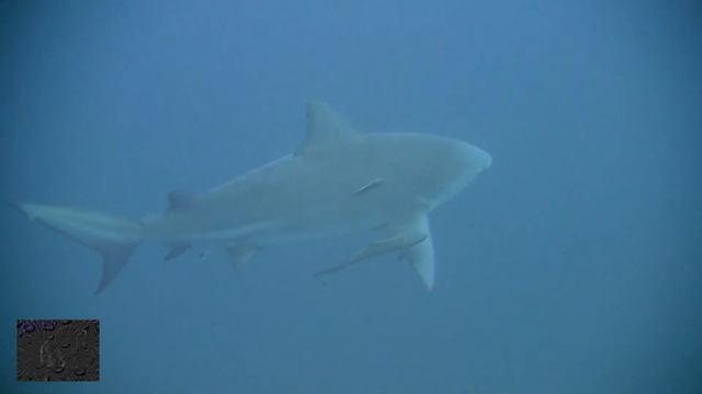 sail rock bull shark 27.9.2012 смотреть онлайн