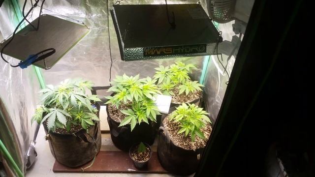 🔥🔥Mars Hydro🔥🔥TS 600 day 45 TR fem & BK auto #ilgm смотреть онлайн