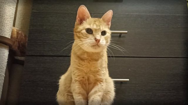 Реджик & мятная палочка (2022) смотреть онлайн