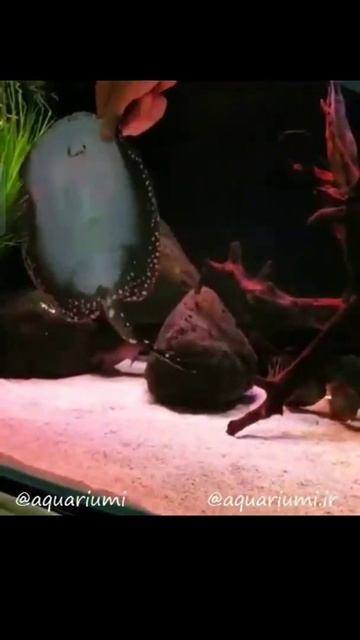 Stingray white Dotted antique Blue Fish # Rare Flat Fish # Looking Beautiful # Play With Me смотреть онлайн