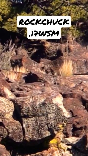 Cross canyon rockchuck hunting with a @FranklinArmoryBFSTM F17 in #17WSM - 175 yards! #SHORTS смотреть онлайн