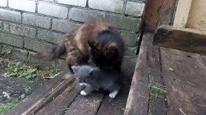 Кошка несёт котенка за шкирку