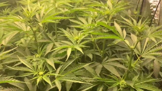 Three Alaskan Thunderfucks From Nukeheads , Powered By Bloom Plus & Root Box Hydroponics