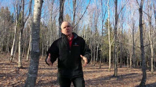 Plantation d'érables 27 ans plus tard : histoire et astuces | LS Bilodeau смотреть онлайн