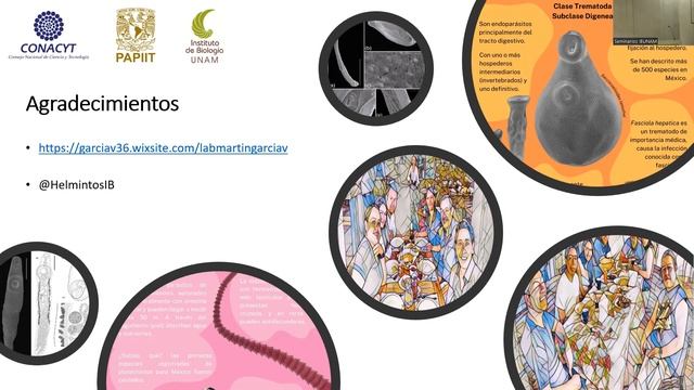 Los parásitos ¿son influencers o seguidores? Develando la evolución de Polymorphidae