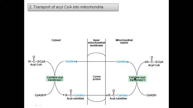 Lipid Metabolism 1 смотреть онлайн