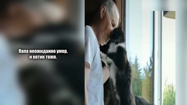 Папин кот. Невыдуманные истории о кошках