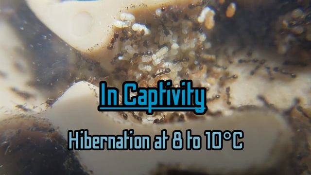 How to care for Pavement Ants (Tertramorium) | Ant Keeping Turtorial смотреть онлайн
