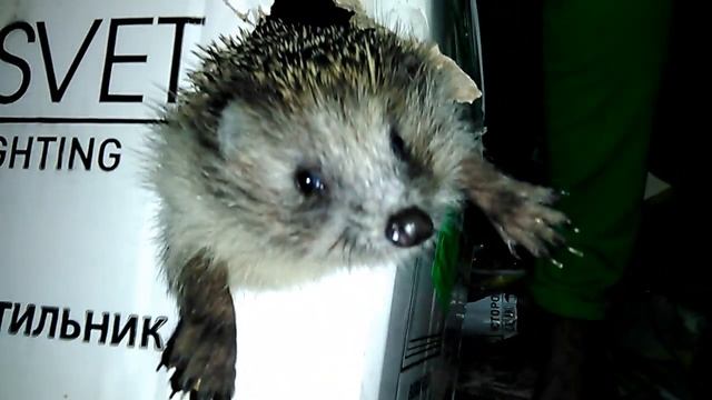 Ёжик-Винни пух!) Позитив!))) смотреть онлайн