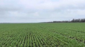 Озимая пшеница . Урожай 2025.