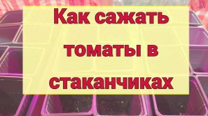 Посадили семена томатов в стаканчики