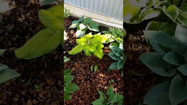 вторая клумба с хостами. 15.05.2023г. смотреть онлайн