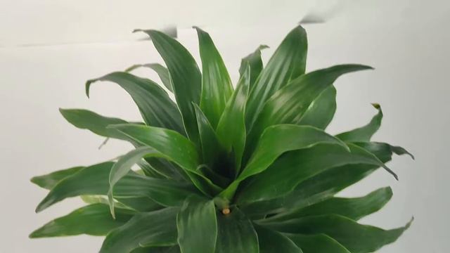 Dracaena Compacta (Chica) смотреть онлайн