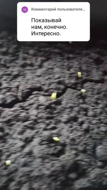 Первые всходы рассады сладких перцев #shorts смотреть онлайн