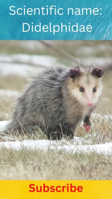 Opossum