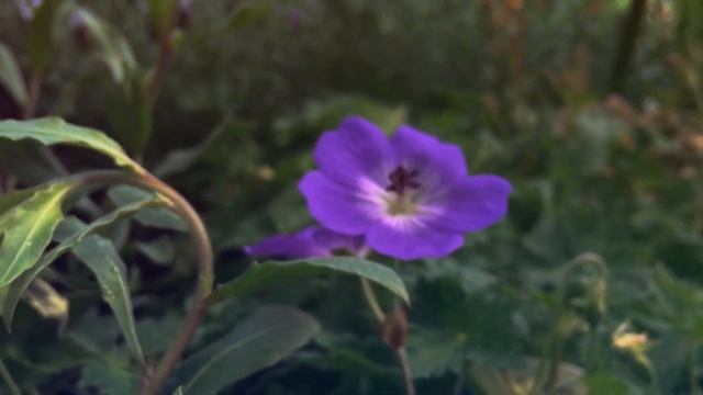 Нищенка коснулась руки богача в парке и, попросила взять её дочь «женой на неделю»… А когда жени смотреть онлайн