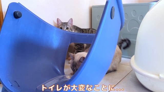 トイレが破壊されているのを発見！そして現場には怪しい猫が… смотреть онлайн