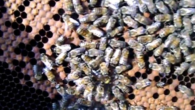 Две матки в семье.Two Queen in the bee family.15.10.2019 смотреть онлайн