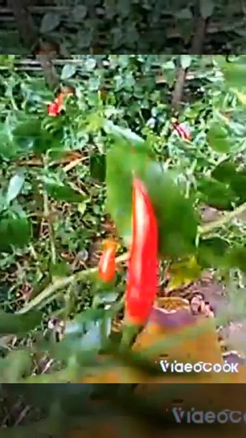 Red chilli tree😊 смотреть онлайн