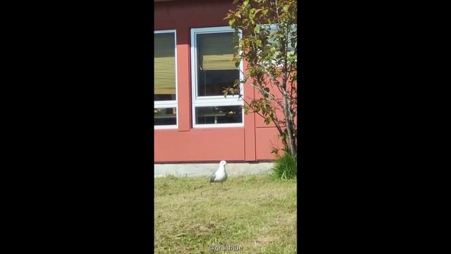 Seagull get outsmarted by clever Magpie смотреть онлайн