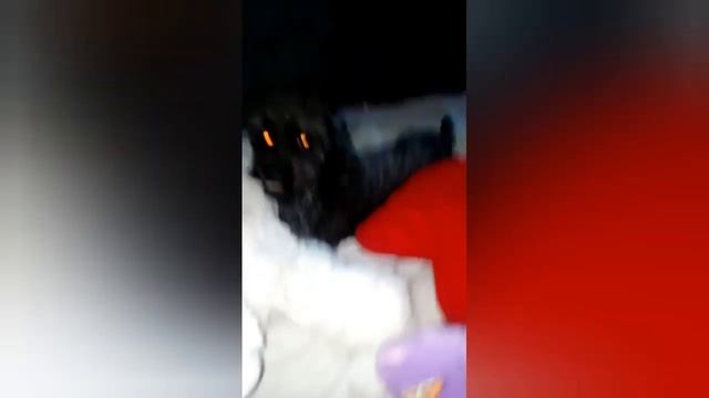 👺Моя добрая собака🌚 смотреть онлайн