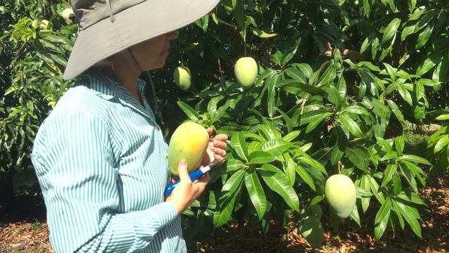 Truly Tropical Mango Varieties- ‘Ryan’ смотреть онлайн