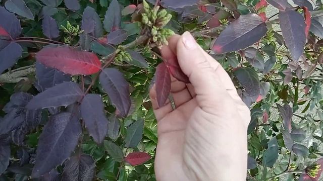 Необыкновенная  роза, или экзотическое растение?!