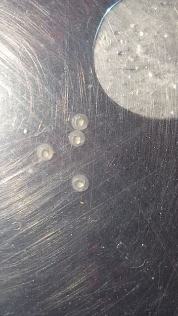 Zebra Danio Eggs 36h