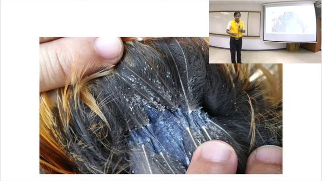 314 การจัดการฟาร์มสัตว์ปีก การควบคุมสัตว์พาหะ EP2 смотреть онлайн