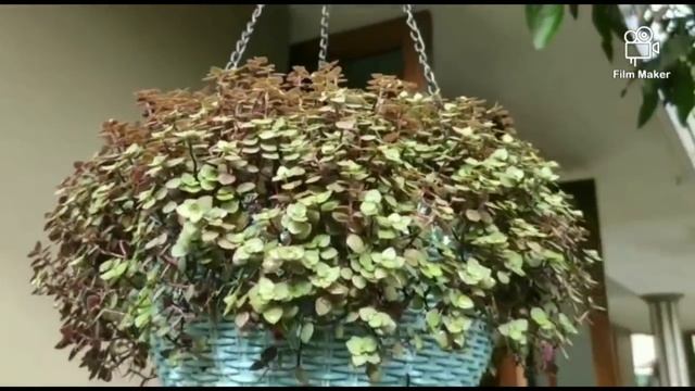 10 Best hanging plants and names/Fast growing Cascading plants in India/Salu koshy смотреть онлайн