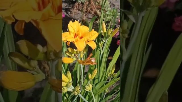 20.06 календарь цветения цфо, лапчатка, жимолость, роза, спирея #сад #plant #flower #garden #дача смотреть онлайн