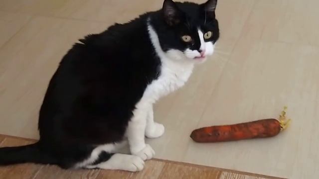 Кот вегетарианец смотреть онлайн