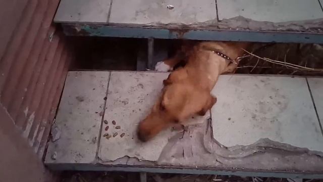 Собака съела кошкину еду смотреть онлайн