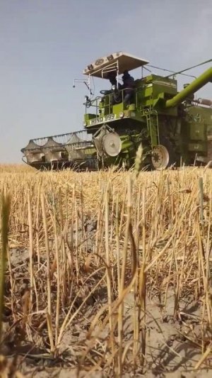 Big Wheat Harvesting machine/Farming #shots #machine #agriculture