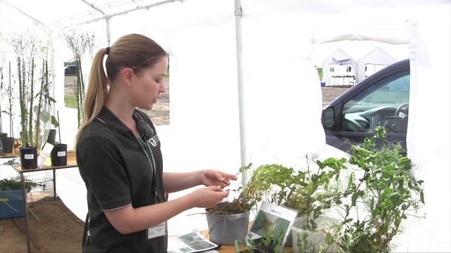 Pulse School - Root Rot & Yellowing In Peas