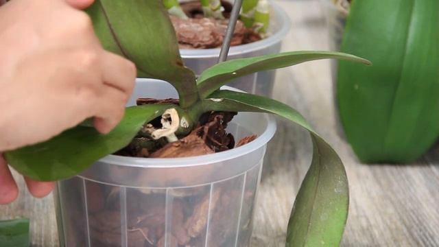 Only 1 clove of garlic! No pests and orchids bloom all year round! смотреть онлайн