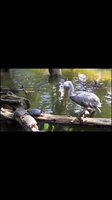 Stork | Аист #animal #animals #shorts #nature #world #bird #relaxing #relax #животные | Part 5 смотреть онлайн