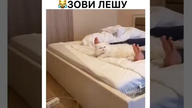 В ЛЮБОЙ НЕПОНЯТНОЙ СИТУАЦИИ ЗОВИ ЛЁШУ! смотреть онлайн
