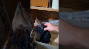 Bycanistes bucinator Hand feeding 7 weeks