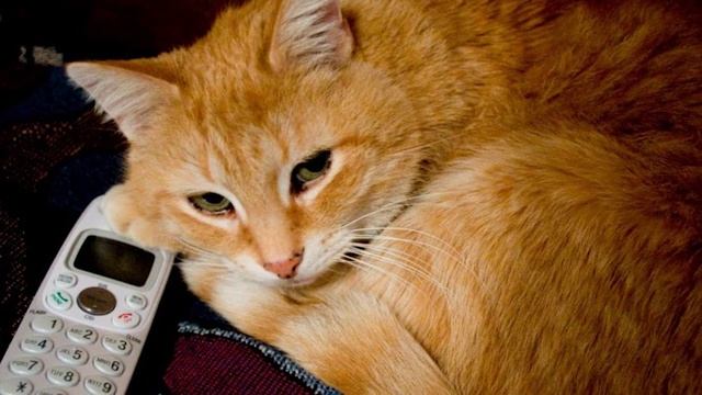 AMAZING!! 5 Kucing penyelamat manusia смотреть онлайн