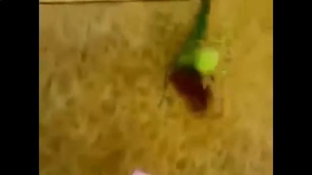 Ржачное видео про животных смотреть онлайн