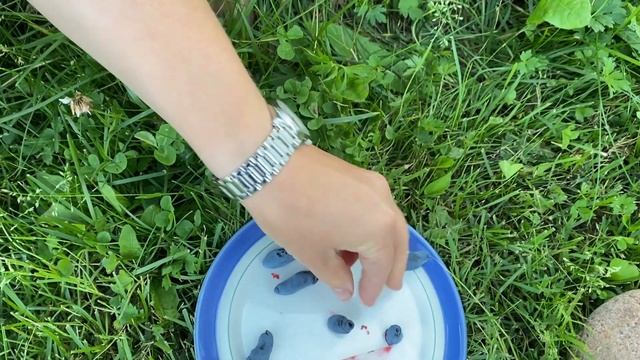 Marjasinikuusama Aurora poiminta смотреть онлайн
