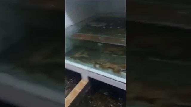 Хуньчунь . Крабовая улица где Уди смотреть онлайн