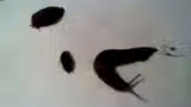 O.R.D.U.C. - Crazy Computer (reprise) смотреть онлайн