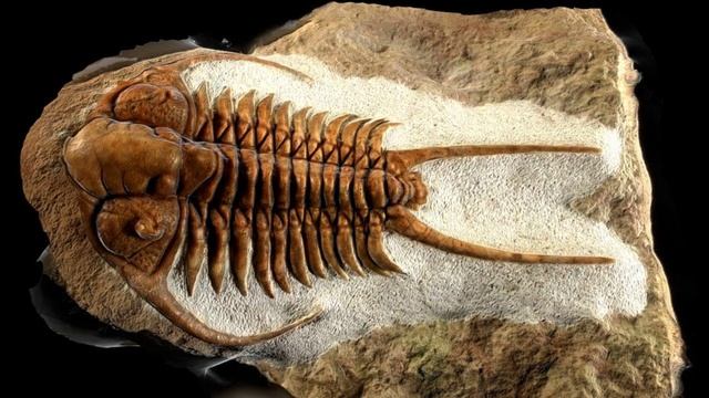 Кто такие ТРИЛОБИТЫ. Чем они были полезны? смотреть онлайн