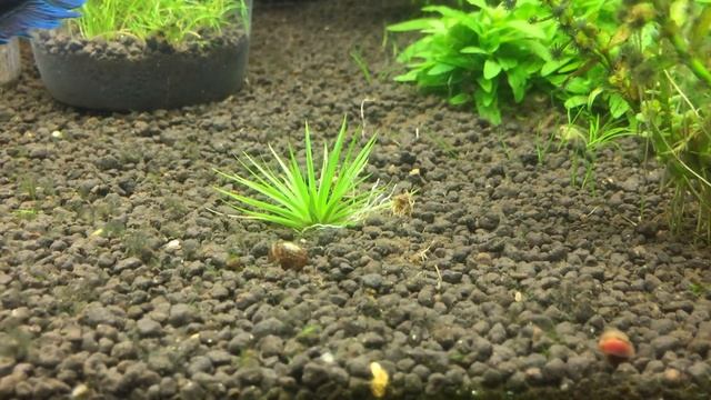 Eriocaulon Amami Oshima