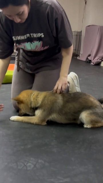 Сиба Мекки #workdog #puppy #астрахань #shiba #doglife #дрессировкасобаки #щенки #сиба смотреть онлайн